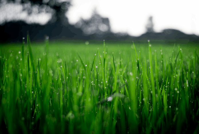 Lawns & AstroTurf